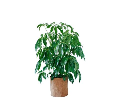 schefflera self watering pot